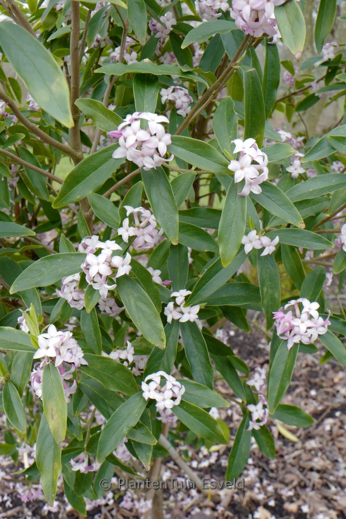 Dicentra spectabilis ‘Cupid’