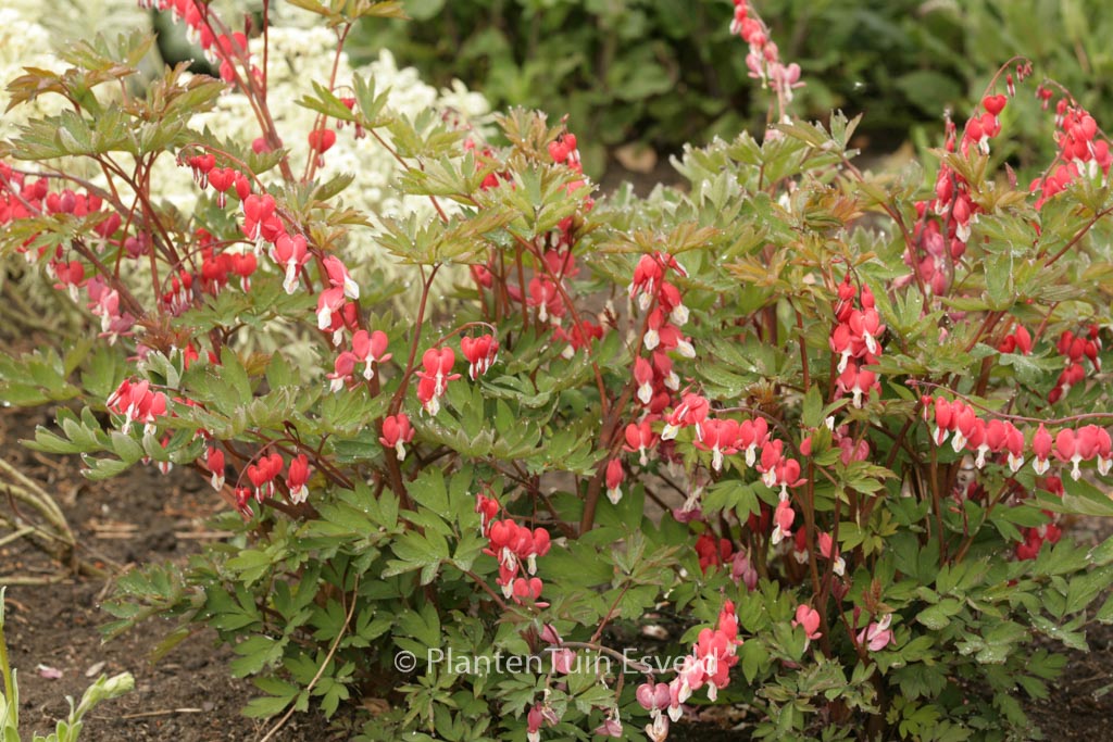 Dicentra spectabilis ‘Hordival’ (VALENTINE)