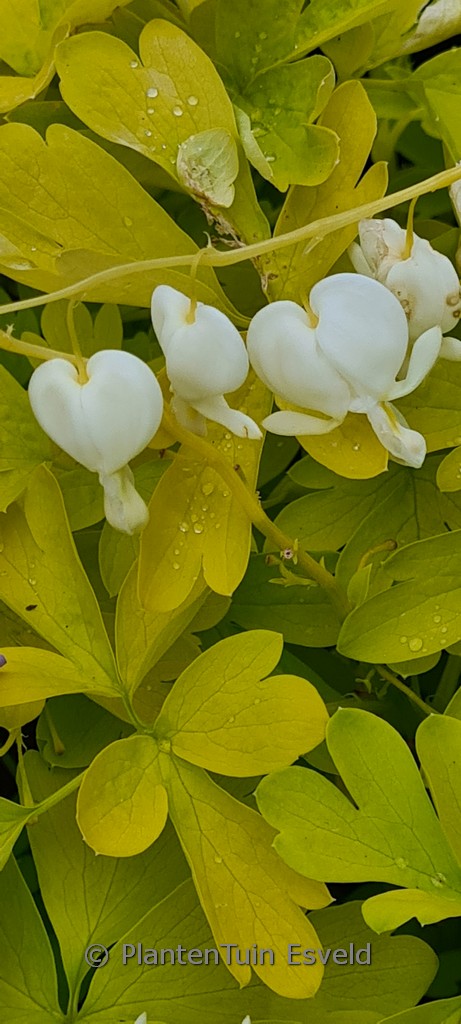 Dicentra spectabilis ‘White Gold’