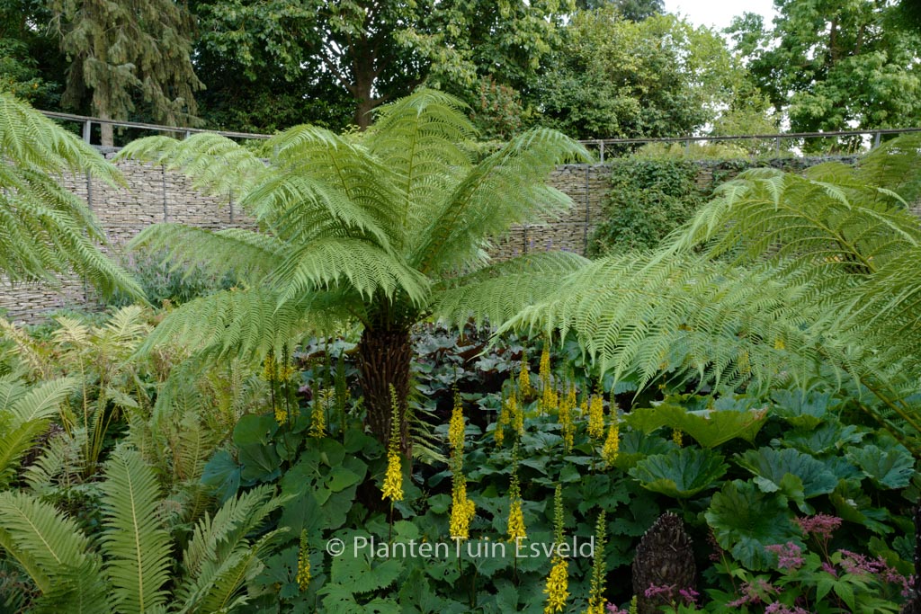Dicksonia antarctica