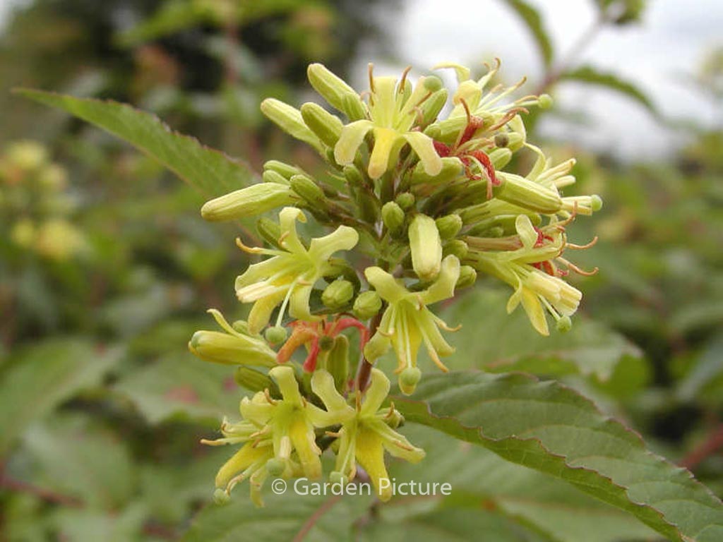 Diervilla sessilifolia ‘Dise’