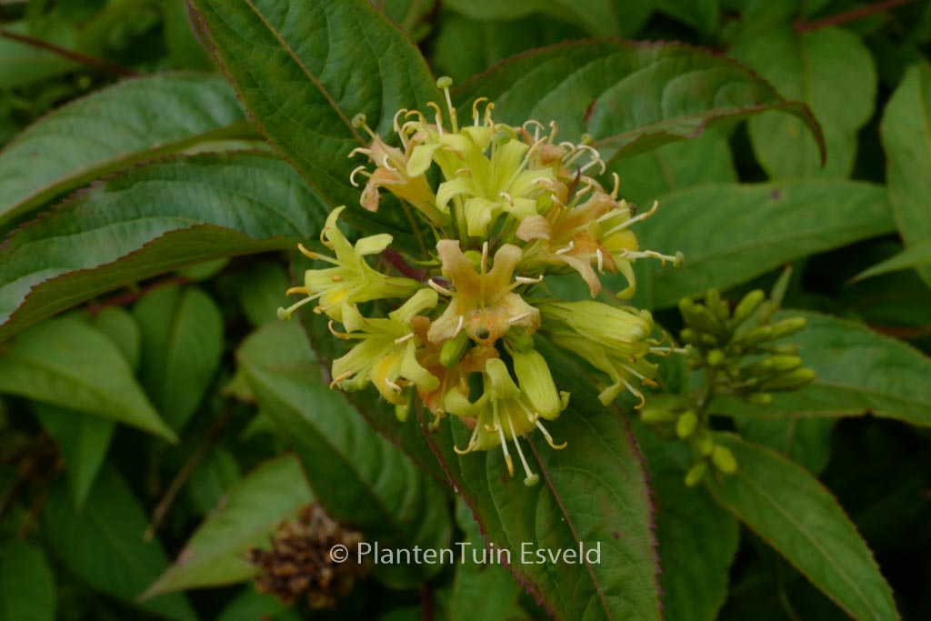 Diervilla sessilifolia