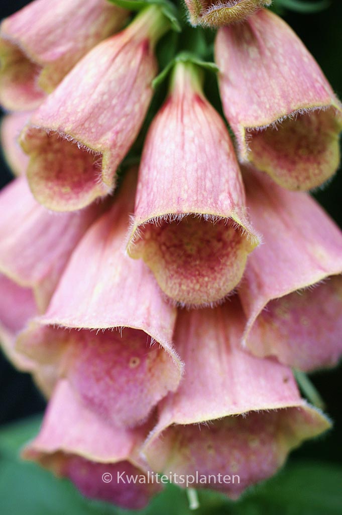 Digitalis ‘Mertonensis’