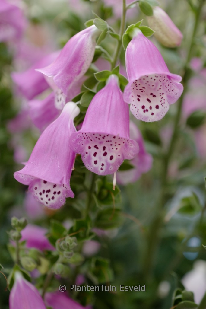 Digitalis ‘Pink Panther’