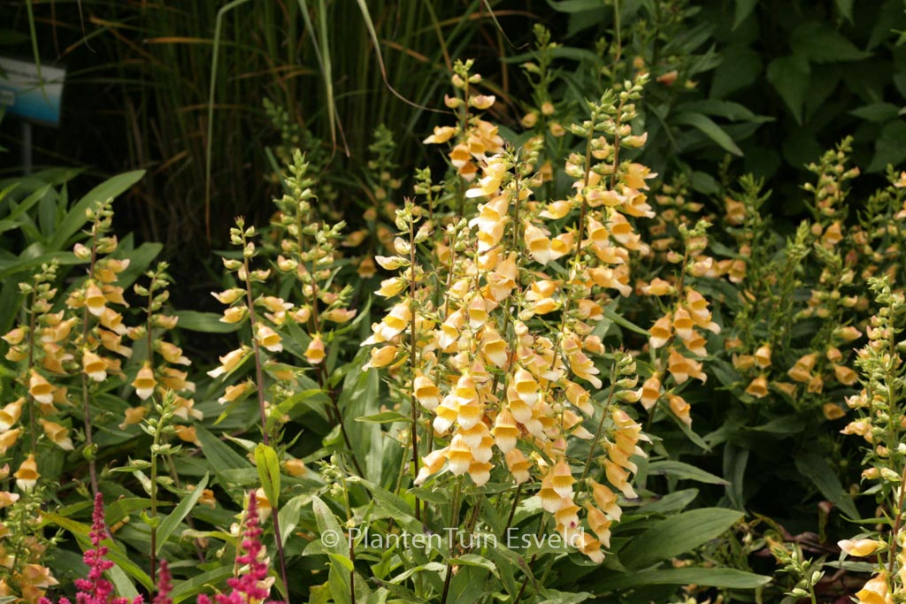 Digitalis ‘Spice Island’