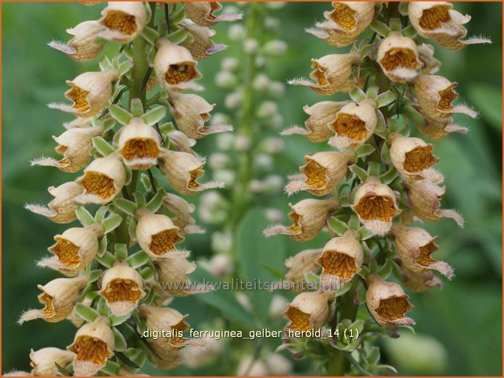 Digitalis ferruginea ‘Gelber Herold’