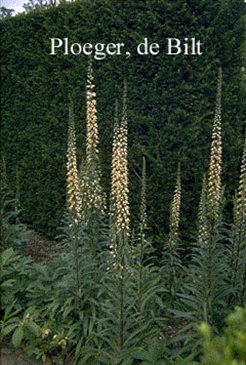 Digitalis ferruginea ‘Gigantea’