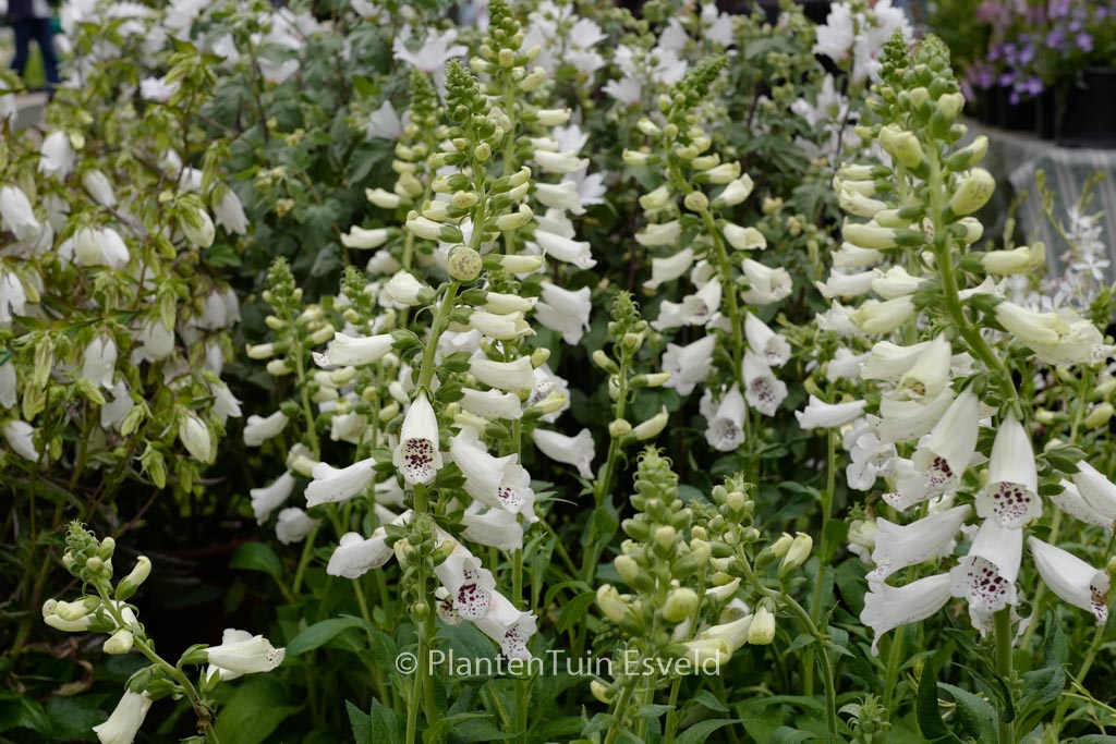 Digitalis purpurea ‘Alba’