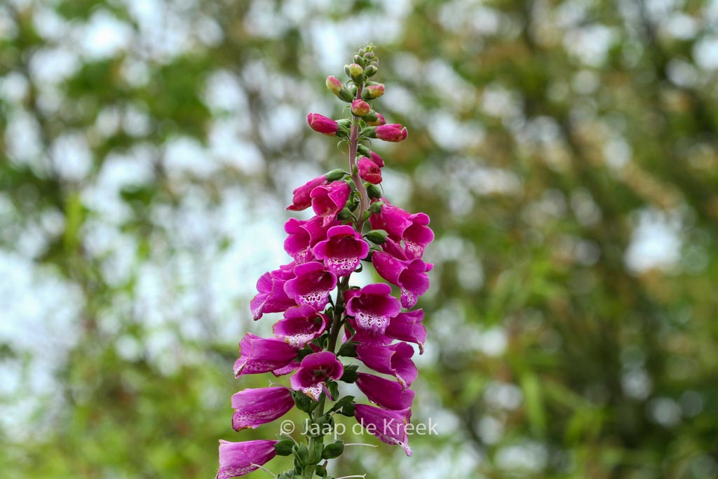 Digitalis purpurea ‘Dalmatian Purple’