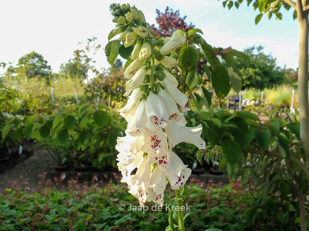 Digitalis purpurea ‘Dalmatian White’