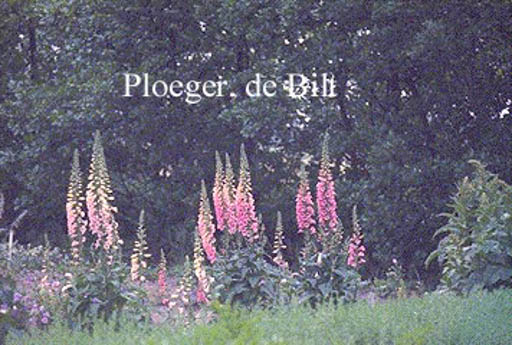 Digitalis purpurea ‘Exelsior Hybrids’