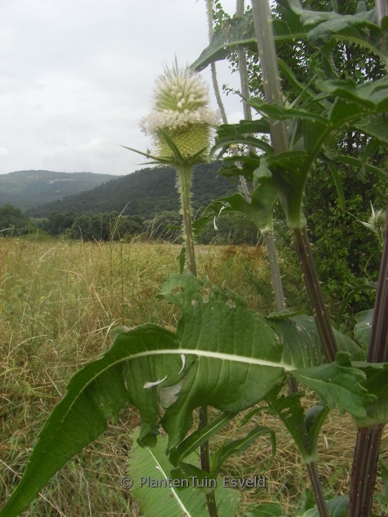 Dipsacus laciniatus