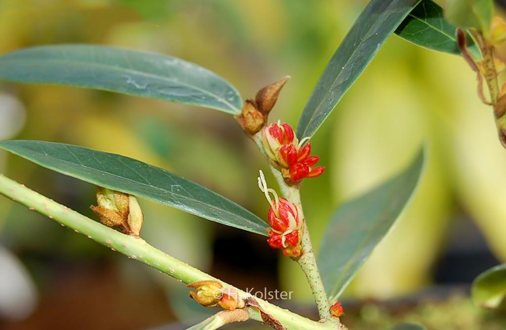 Distylium myricoides