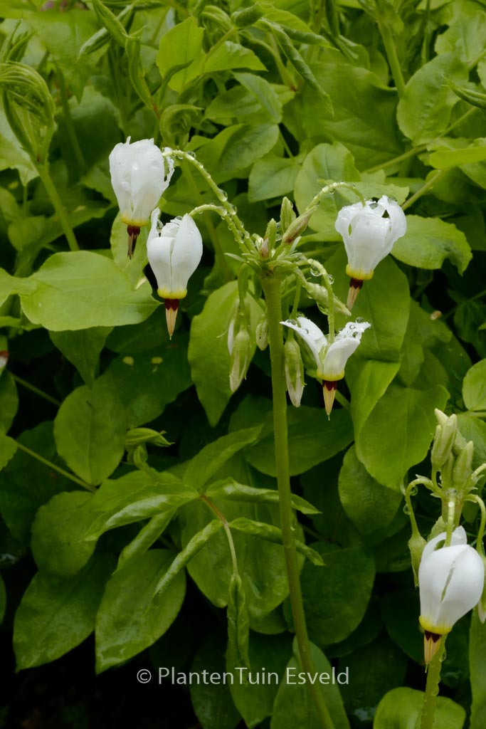 Dodecatheon meadia ‘Album’