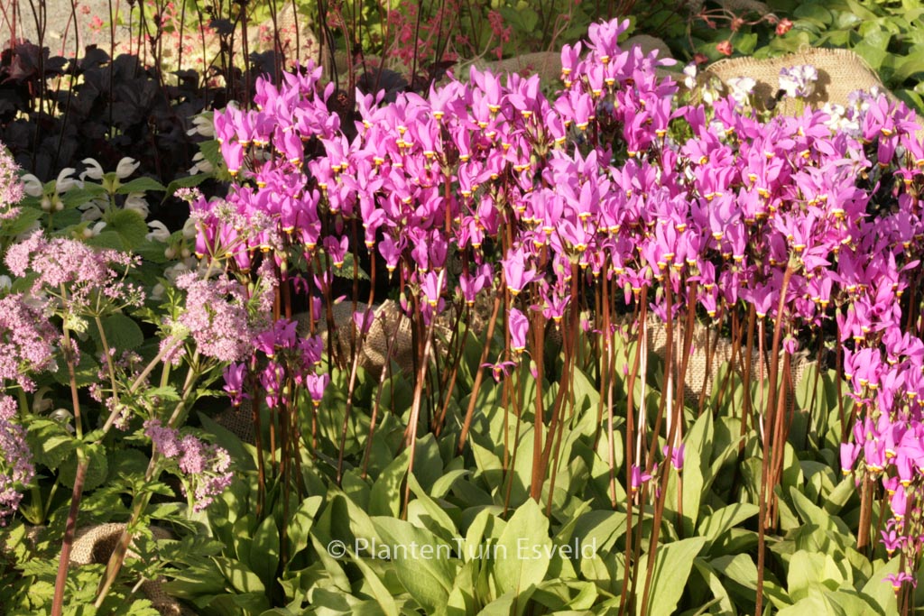 Dodecatheon meadia ‘Queen Victoria’