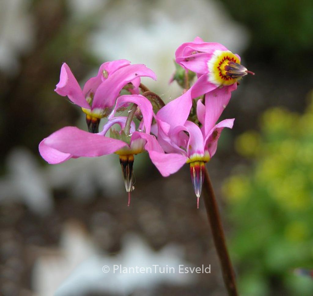 Dodecatheon meadia
