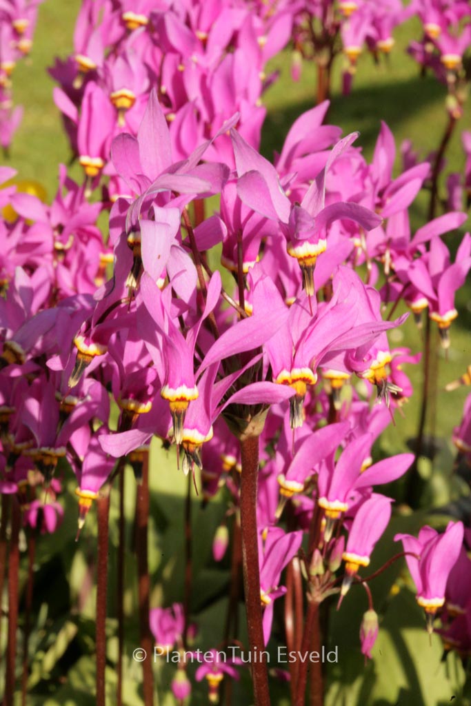 Dodecatheon pulchellum ‘Red Wings’