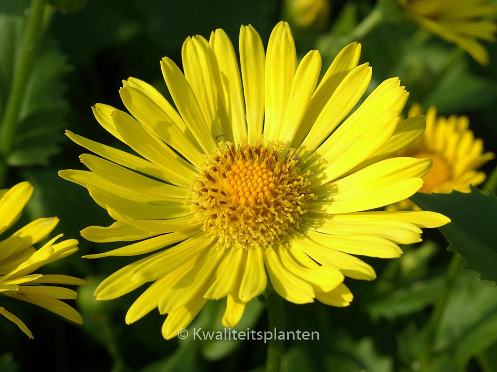 Doronicum orientale ‘Little Leo’