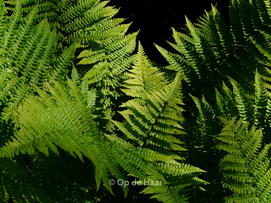 Dryopteris affinis ‘Crispa’