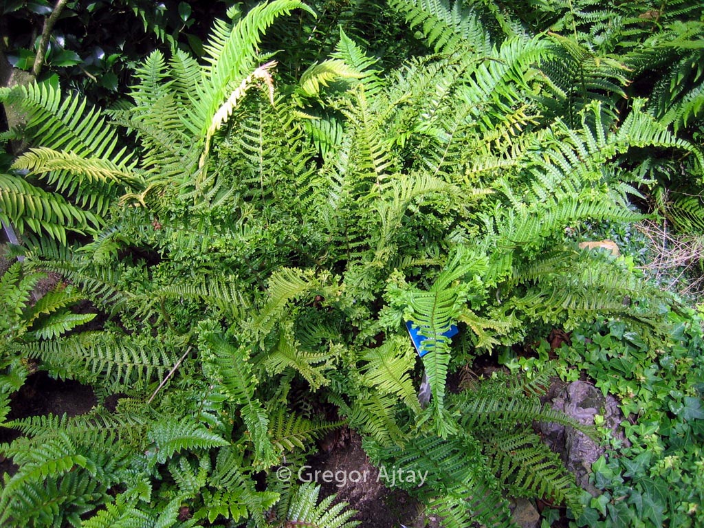 Dryopteris affinis ‘Cristata’