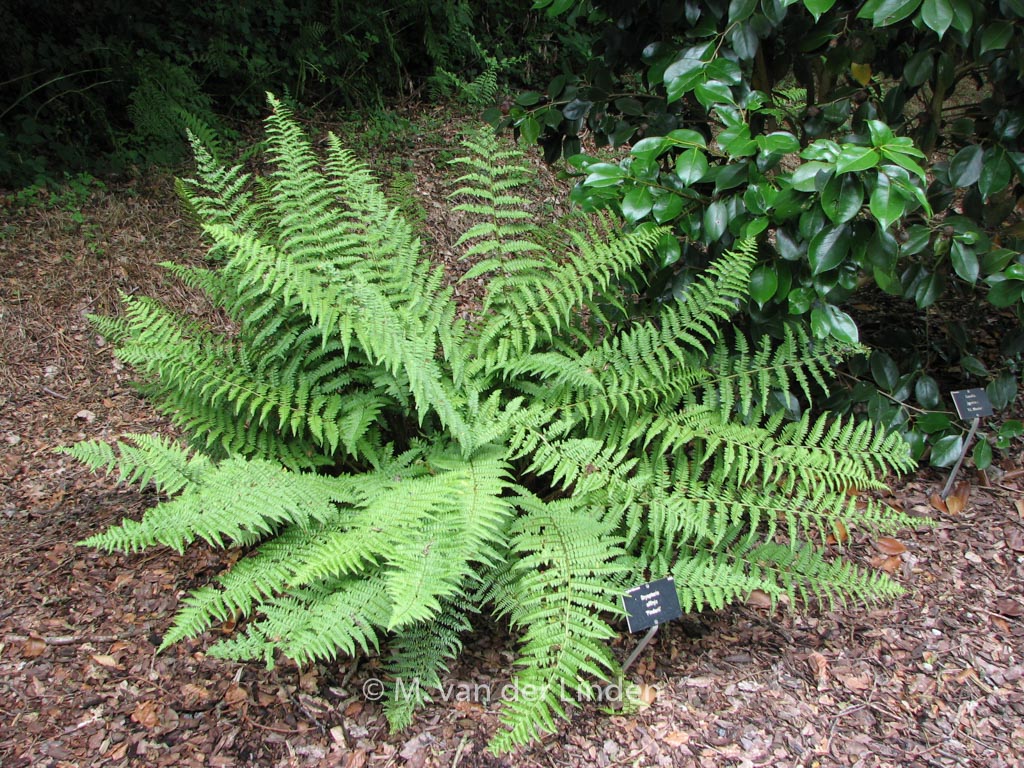 Dryopteris affinis ‘Pinderi’