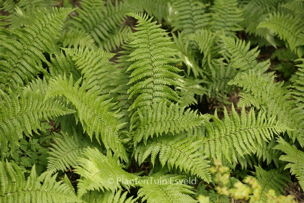 Dryopteris affinis