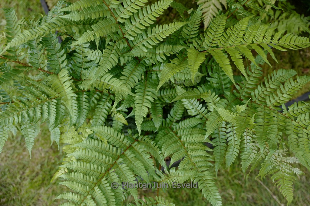 Dryopteris championii