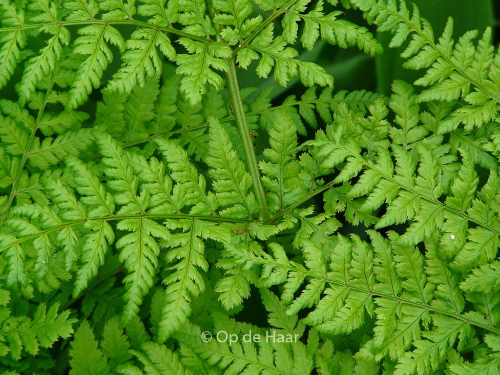 Dryopteris dilatata