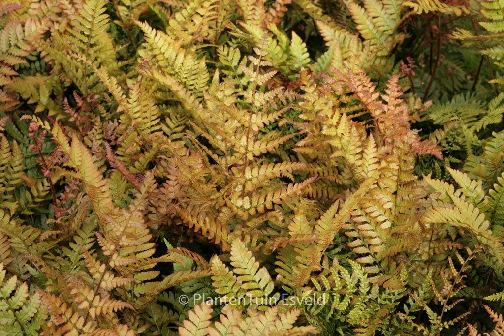 Dryopteris erythrosora ‘Prolifica’
