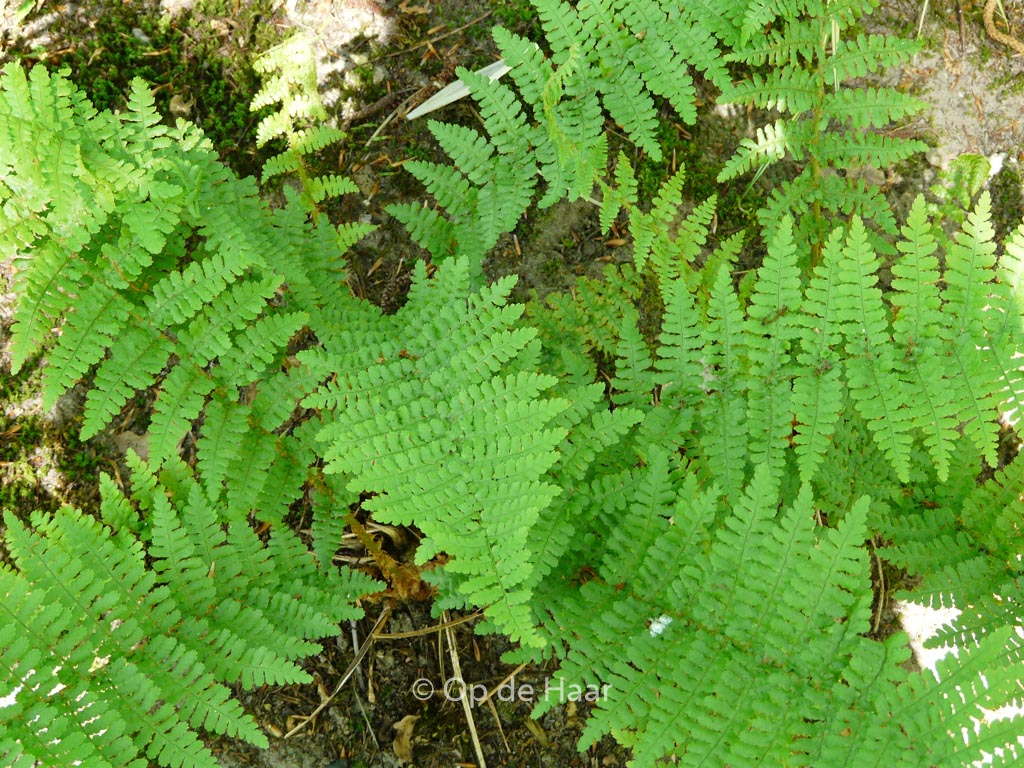 Dryopteris filix-mas ‘Barnesii’