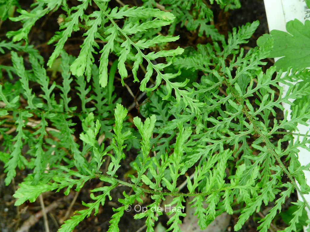 Dryopteris filix-mas ‘Linearis Polydactylon’