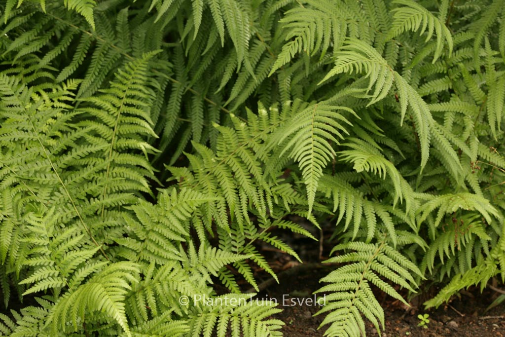 Dryopteris filix-mas