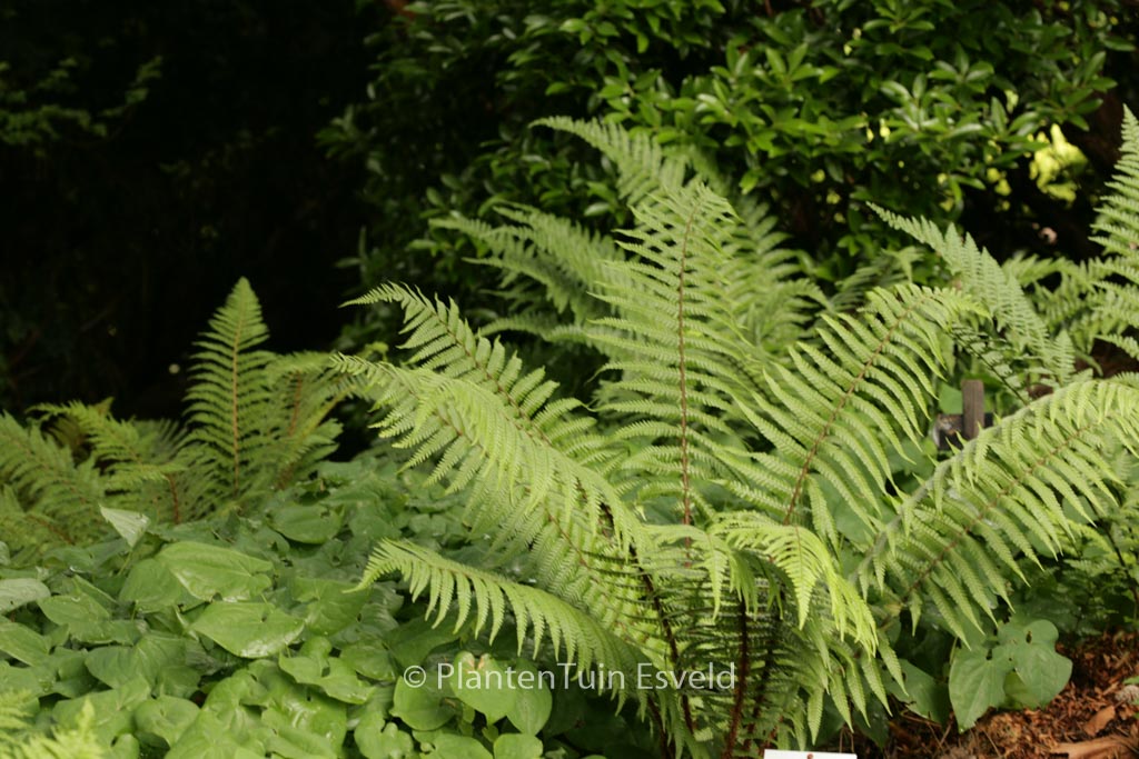Dryopteris wallichiana