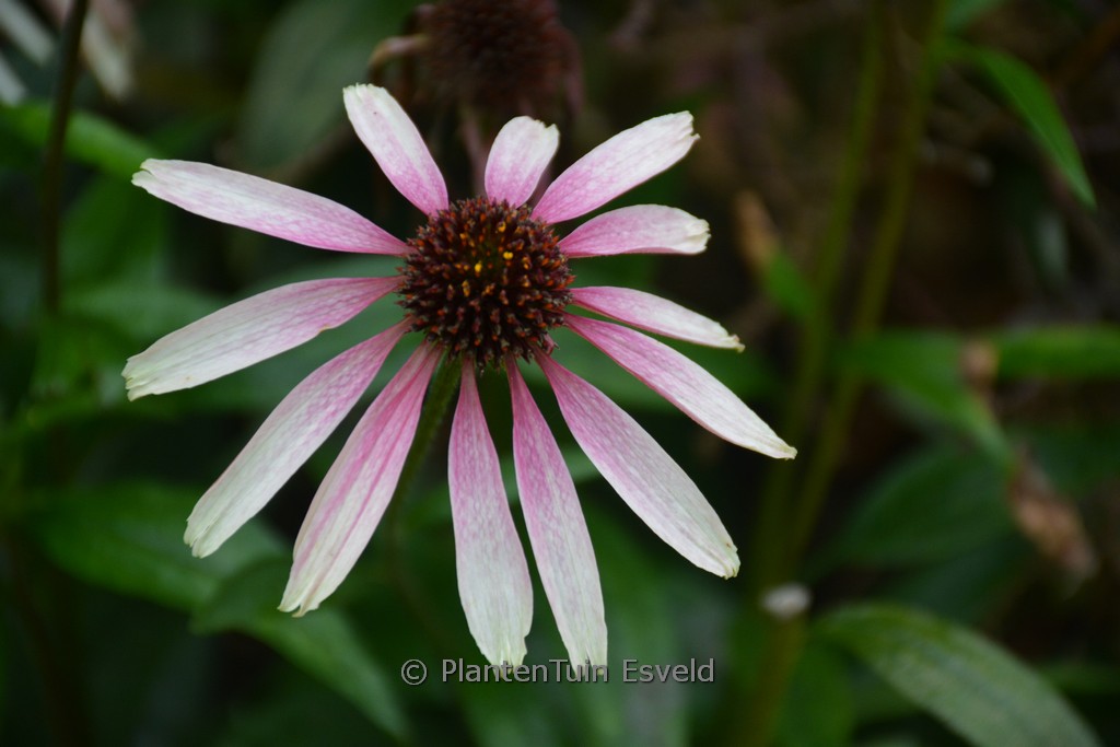 Echinacea ‘JS Engeltje’ (PRETTY PARASOLS)