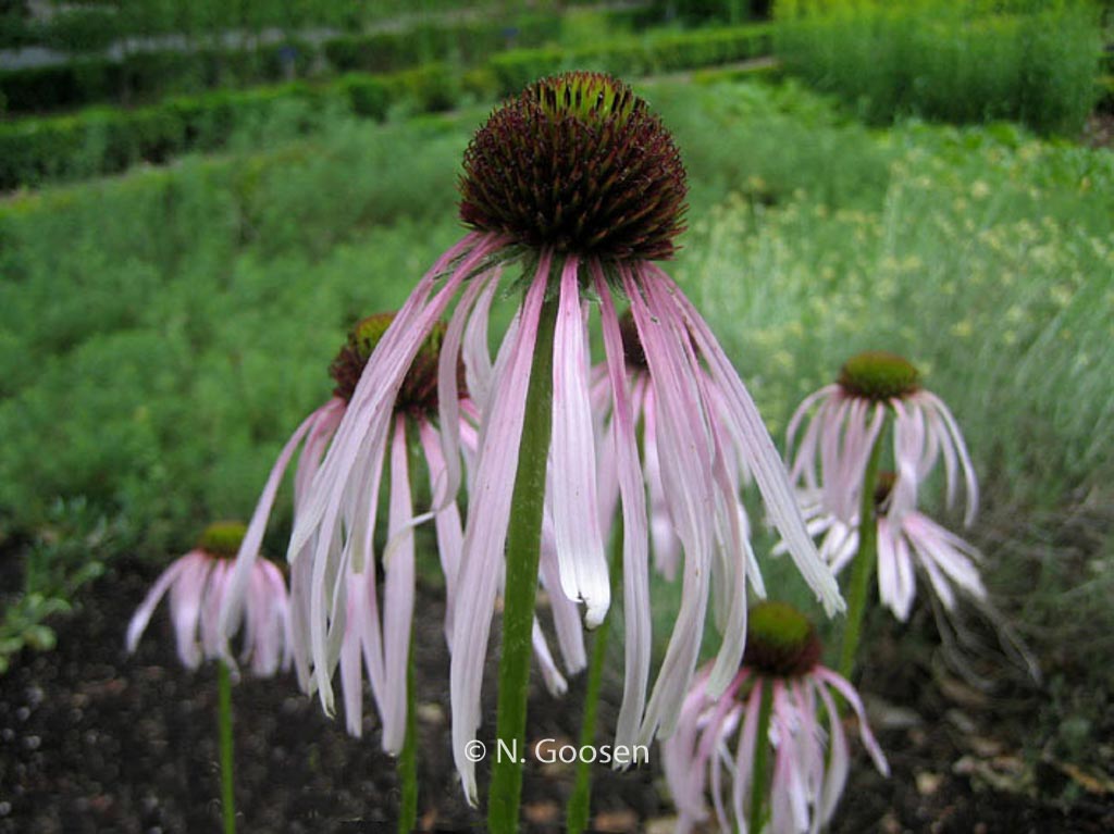Echinacea angustifolia