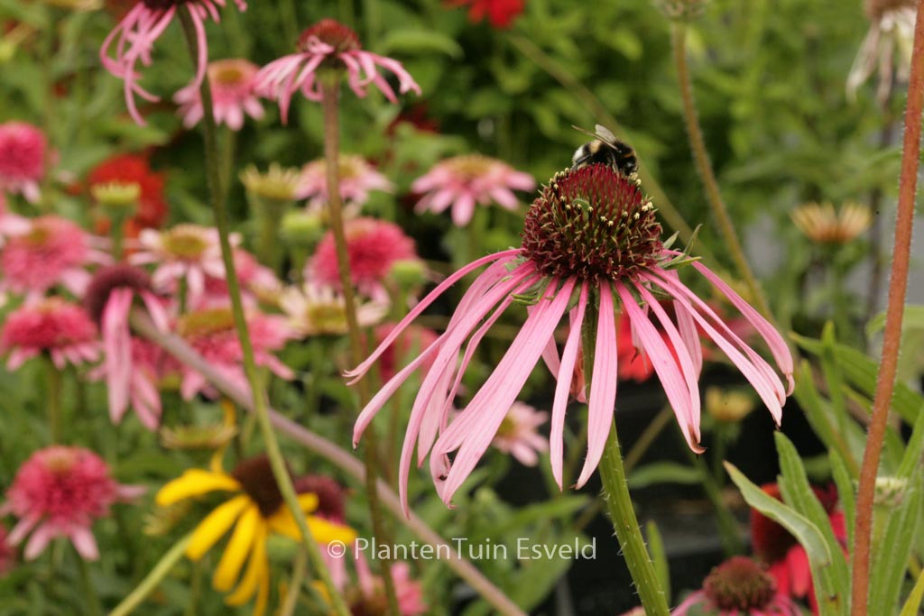 Echinacea pallida