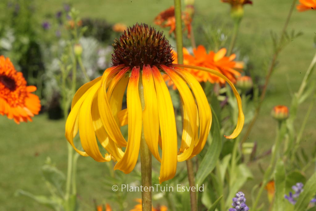 Echinacea paradoxa