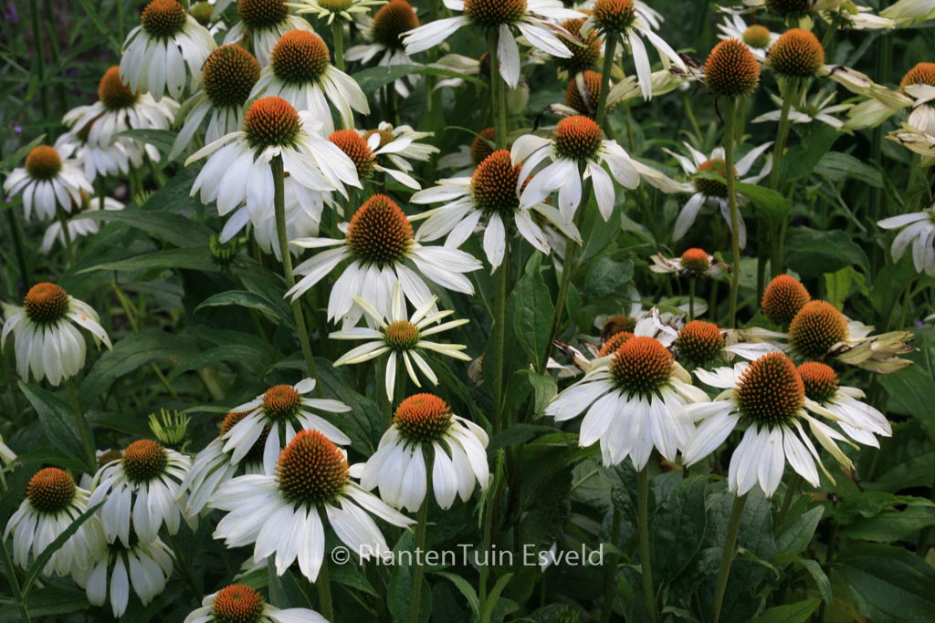 Echinacea purpurea ‘Alba’