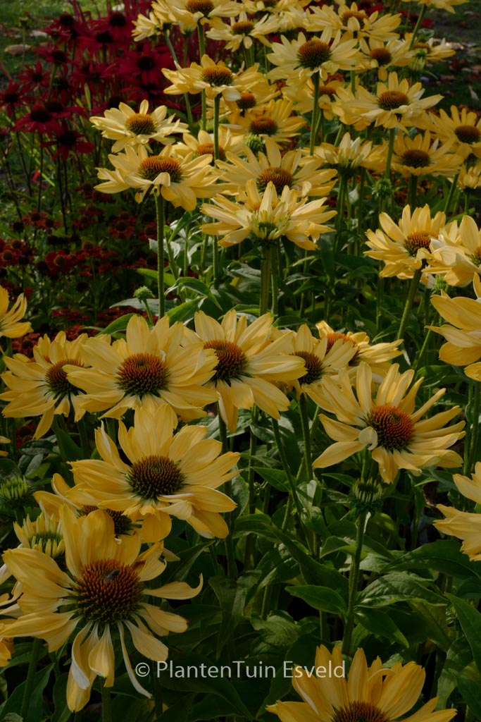Echinacea purpurea ‘Aloha’