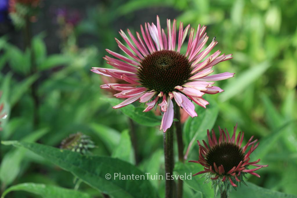Echinacea purpurea ‘Augustkoenigin’