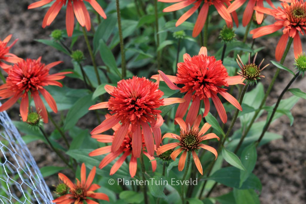 Echinacea purpurea ‘Balsomsed’ (SOMBRERO SALSA RED)