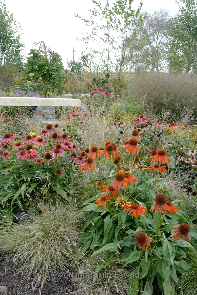 Echinacea purpurea ‘Cheyenne Spirit’