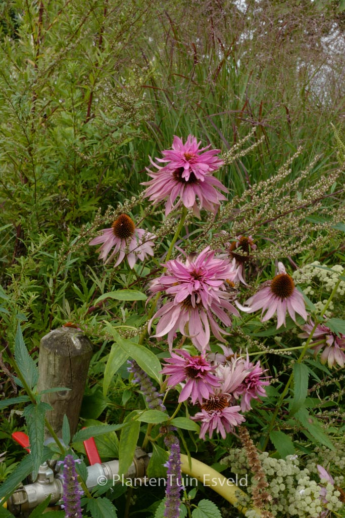 Echinacea purpurea ‘Doubledecker’