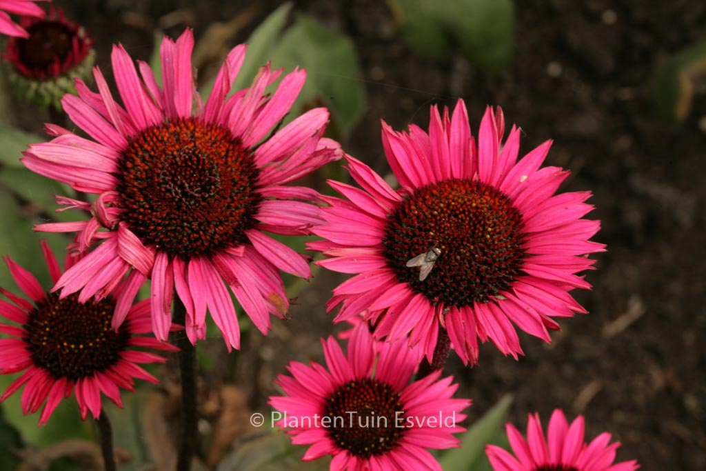 Echinacea purpurea ‘Fatal Attraction’