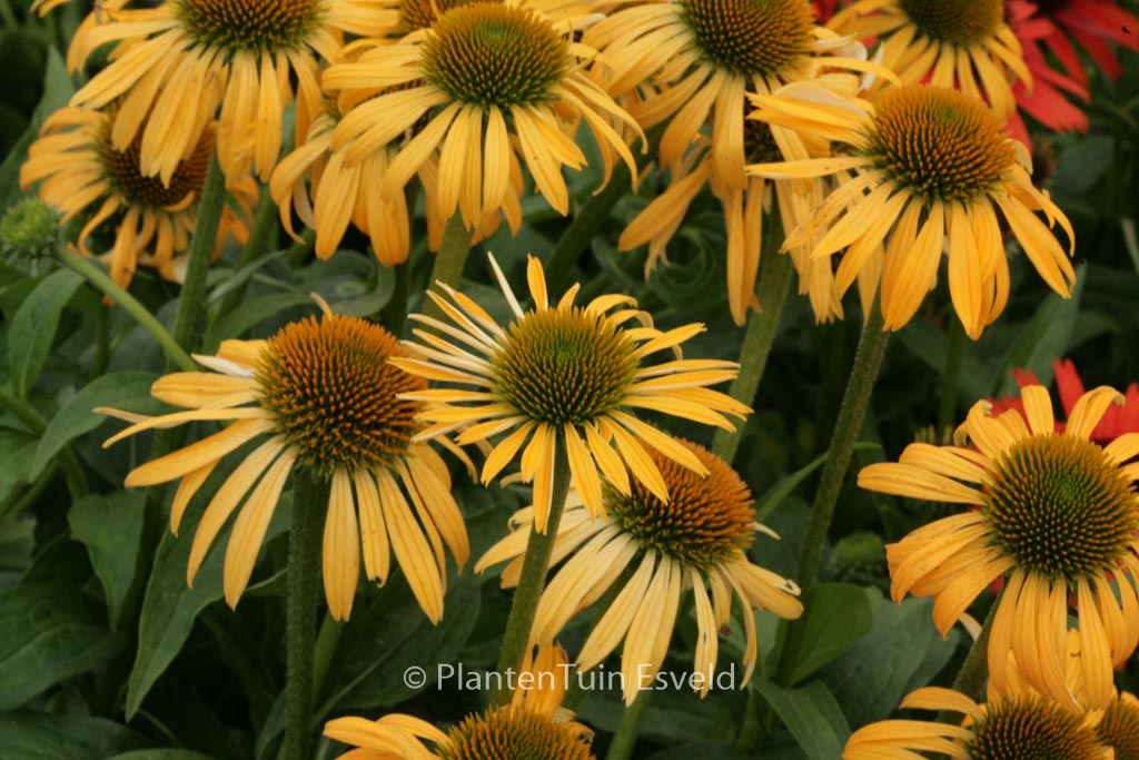 Echinacea purpurea ‘Harvest Moon’