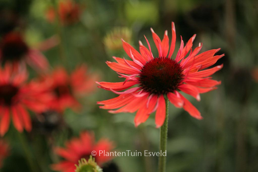 Echinacea purpurea ‘Hot Lava’