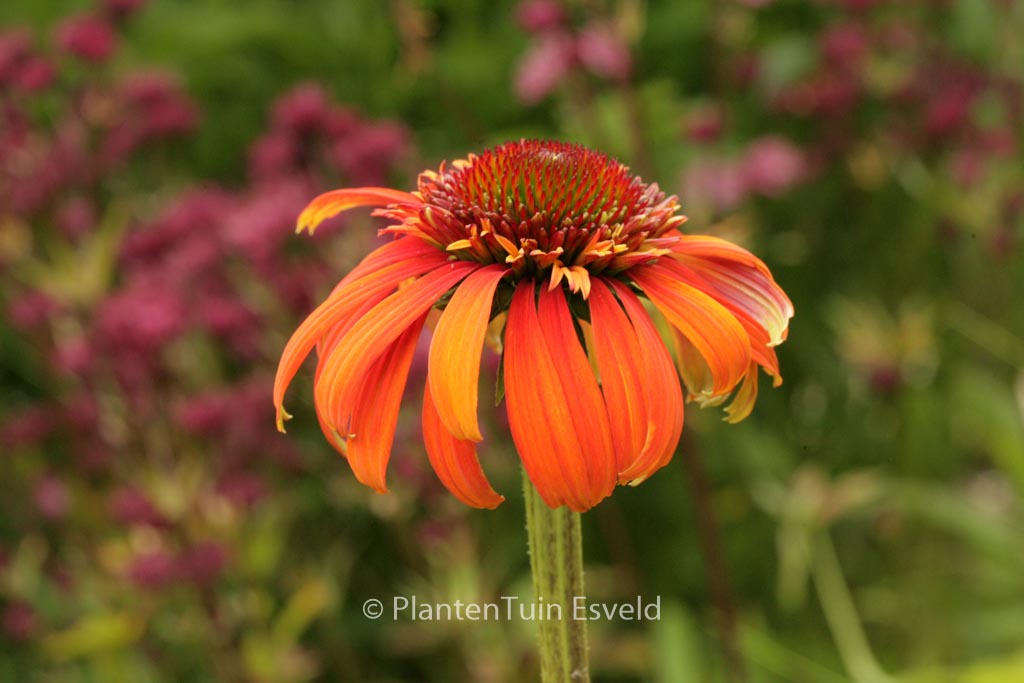 Echinacea purpurea ‘Hot Papaya’