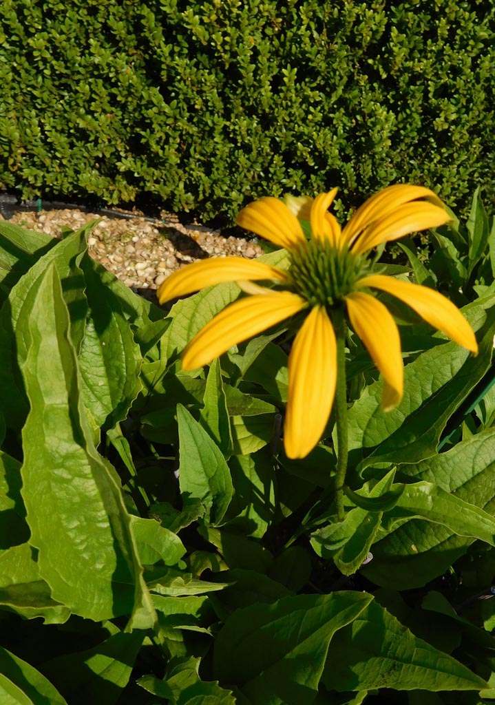 Echinacea purpurea ‘Leilani’