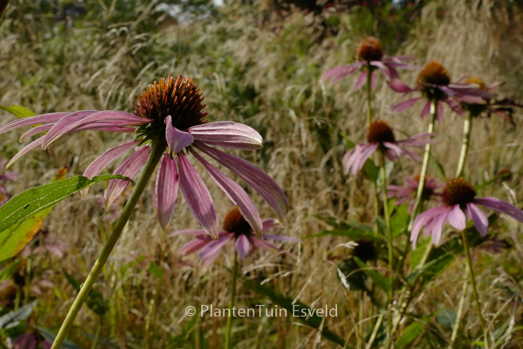 Echinacea purpurea ‘Leuchtstern’