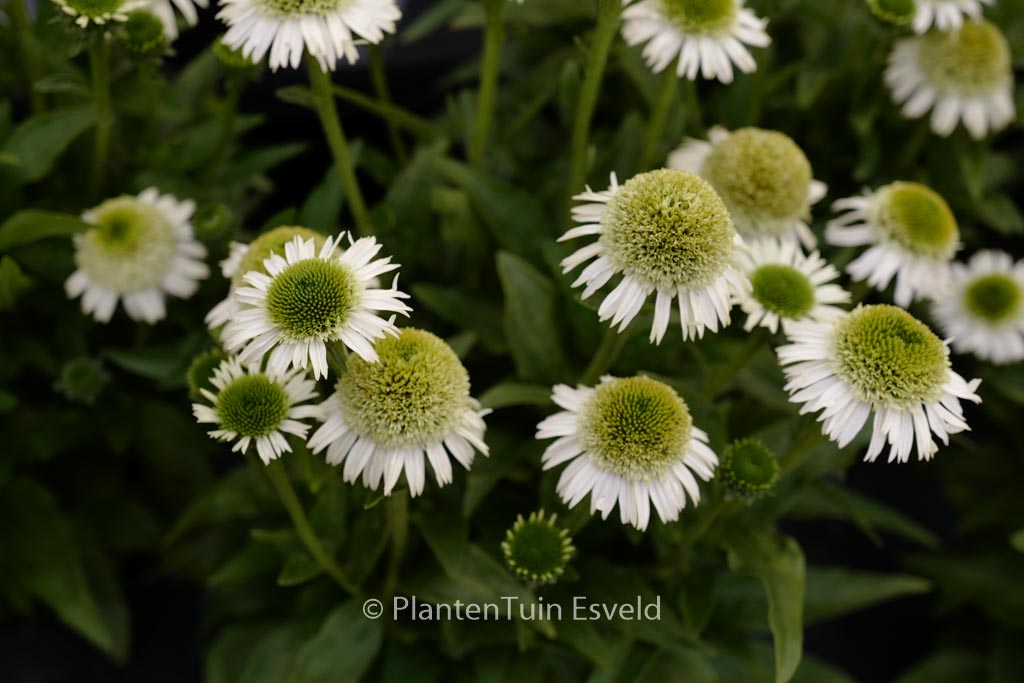 Echinacea purpurea ‘Noecthree’ (DELICIOUS NOU